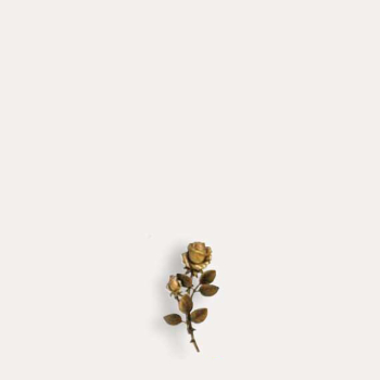 Róża Caggiati 29351-18 - 18 cm