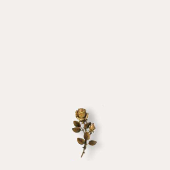 Róża Caggiati 29369-18 - 18 cm