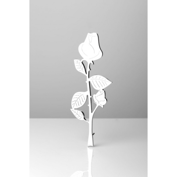 Róża Rodlew 81-20 - 20 cm